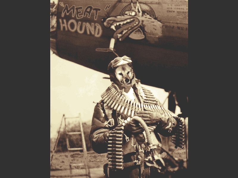 Riot Dog Armed and Dangerous